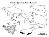 Mammals California Animals Marine Habitats Amphibians Coloring Exploringnature Reptiles Color Pages Birds State Drawing Animal Mammal Sea Science Ca Seal sketch template