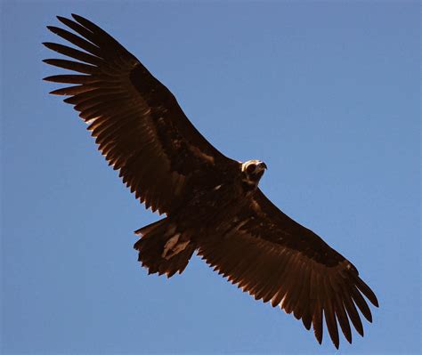 birdwatching algarve big birds  prey