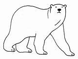 Orso Polare Animali Atlante Cura Elasti sketch template