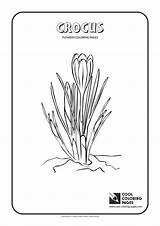 Coloring Crocus Pages Cool Print sketch template