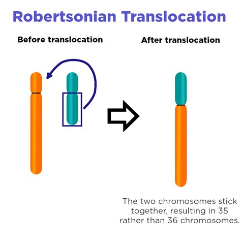 Translocation Chromosome Mutation — Definition And Impact