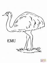 Emu Animales Dibujo Animal Supercoloring Hernando Aborigine sketch template