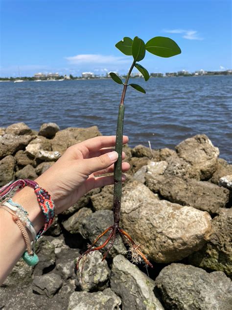 mangroves worth lake worth waterkeeper