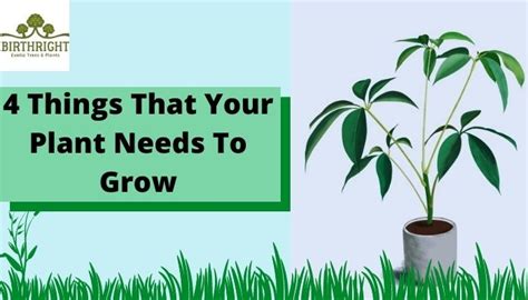 plant   grow getlisting