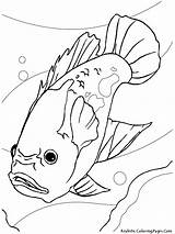 Freshwater Coloring Pages Fish Fresh Getcolorings sketch template
