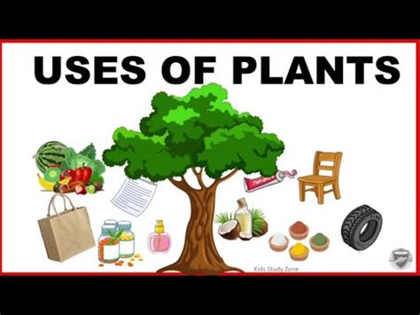 plants youtube