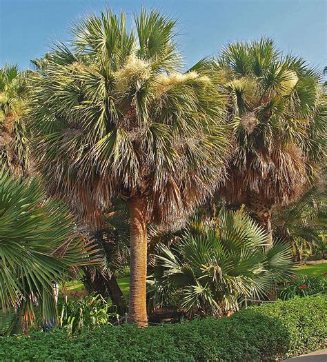 sabal mexicana palm id