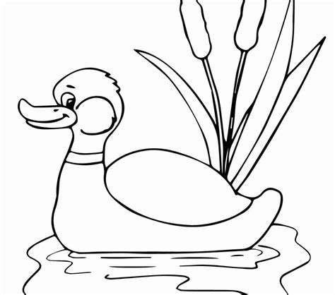 mallard duck coloring pages  getcoloringscom  printable