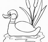 Duck Mallard Coloring Pages Realistic Getcolorings Color Du Printable sketch template