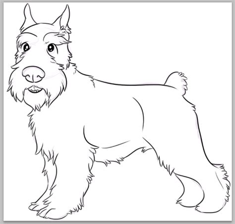schnauzer coloring sheets coloring pages