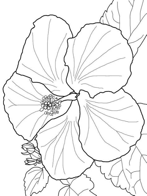 coloring page hibiscus flower  crafter files