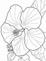 Hibiscus Dxf sketch template