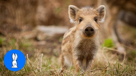 baby boar piglets cutest compilation youtube
