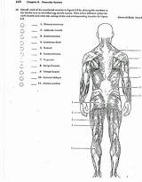 Muscular Key Physiology Workbook Kidsworksheetfun Divyajanani sketch template