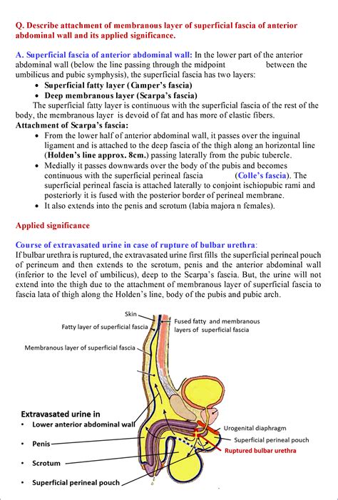 abdominal anatomy abdominal wall anatomy neuraxiom  section