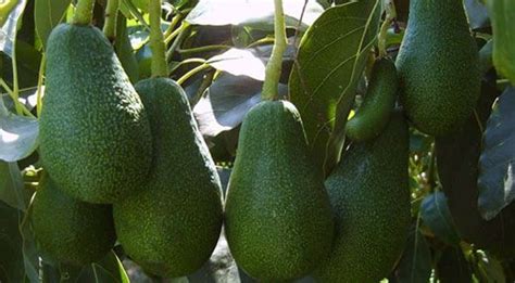 How Many Avocado Varieties Do You Know Here Are Over 50 2024