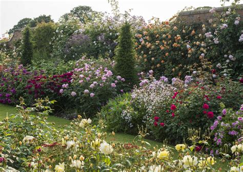 nursery visit david austin roses  shropshire gardenista
