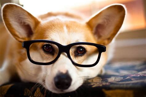 top   intelligent dogs   world  dogs world