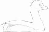 Grebe Pied Billed sketch template
