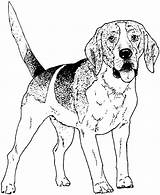 Dog Coloring Pages Color Beagle Breed Printable Adult Pound sketch template