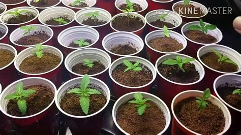 grow cannabis seed  weed episode  seedling stage grow
