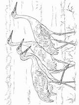 Pages Coloring Crane Birds Cranes sketch template