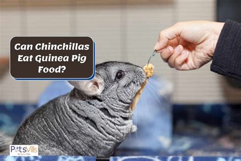 chinchillas eat guinea pig food dietary requirements