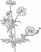 Cosmos Aster Drawing Mexican Coloring Garden Pages Flowers Bipinnatus Printable Flower Supercoloring Choose Board Getdrawings Embroidery Color Plant sketch template