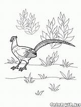Coloring Pages Pheasant Colorkid Bažant Zdroj Cz Pinu Google Obrázku Omalovánka Výsledek Pro sketch template