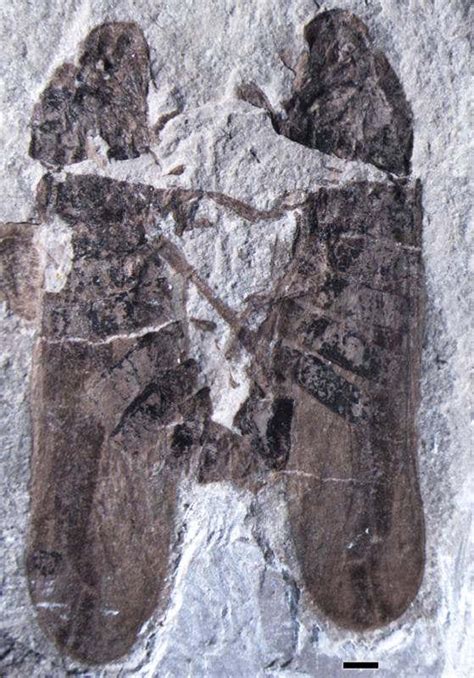 Oldest Sex Fossil Shows Bugs Did It Missionary Style New Scientist