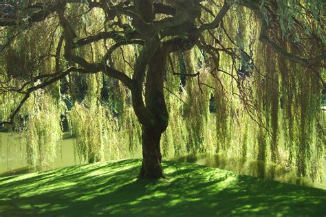 tree magic willow  dream healer essi tolling author