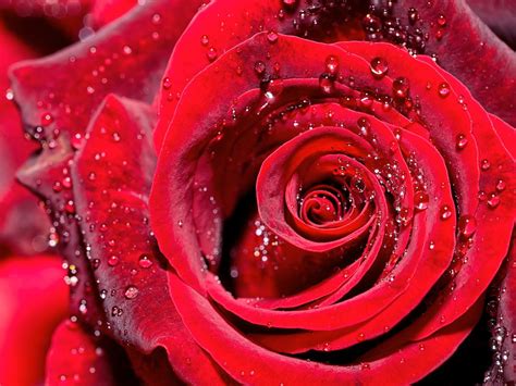single rose   colour flowers buy  chelsea flowers
