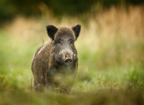 fears  scotlands wild boar  spread superbugs  humans