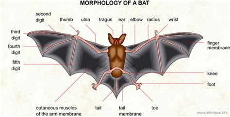 bats    important     bats    home