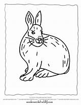 Hare Arctic Coloring Snowshoe Pages Printable Color Animals Sheets Rabbit Wonderweirded Wildlife Kids Bunny sketch template