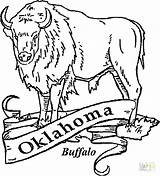 Oklahoma Coloring Buffalo Pages Printable Drawing Bills Printables Sheets State History Color Crafts Getcolorings Paper Flag Skull Dolls Symbols Family sketch template