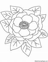 Peony Pink Coloring sketch template