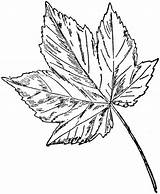Sycamore Maple Tree Leaf Clipart Coloring Drawing Big Template Etc Printable Leaves Pages Small Gif Clipground Search Popular Usf Edu sketch template