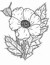 Poppy Coquelicot Remembrance Sketch Coloriages sketch template