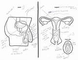 Reproductive Drawing Male Female System Label Systems Getdrawings Drawings sketch template