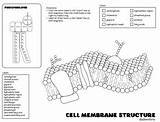 Membrane Plasma sketch template