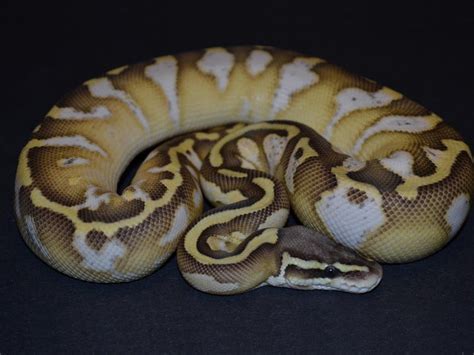 Butter Pastel Calico Morph List World Of Ball Pythons Ball Python