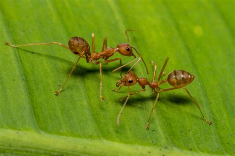 types  killer ants   knew