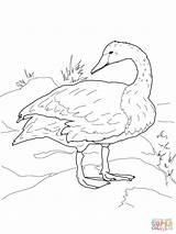 Swan Coloring Trumpeter Pages Tundra Drawing Shore Color Head Animal Printable Designlooter Drawings Getdrawings 1600px 17kb 1200 Draw sketch template
