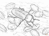 Coloring Pages Beetle Mealworm Printable sketch template