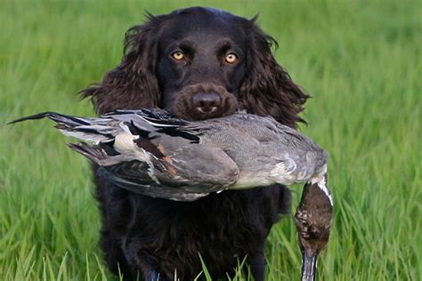 rare bird hunting dogs   great companions gearjunkie