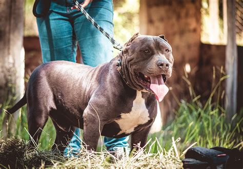 excited american bully xl  xxl photo hd bleumoonproductions