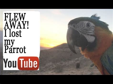 lost  parrot youtube