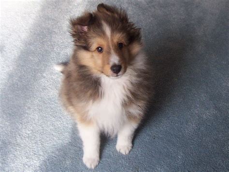 collie puppy pictures puppy pictures  information