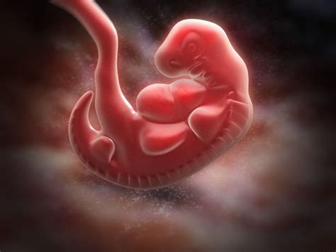 day rule  growing human embryos  updated